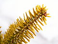 Abies nordmanniana Golden Spreader IMG_4738 Jodła kaukaska